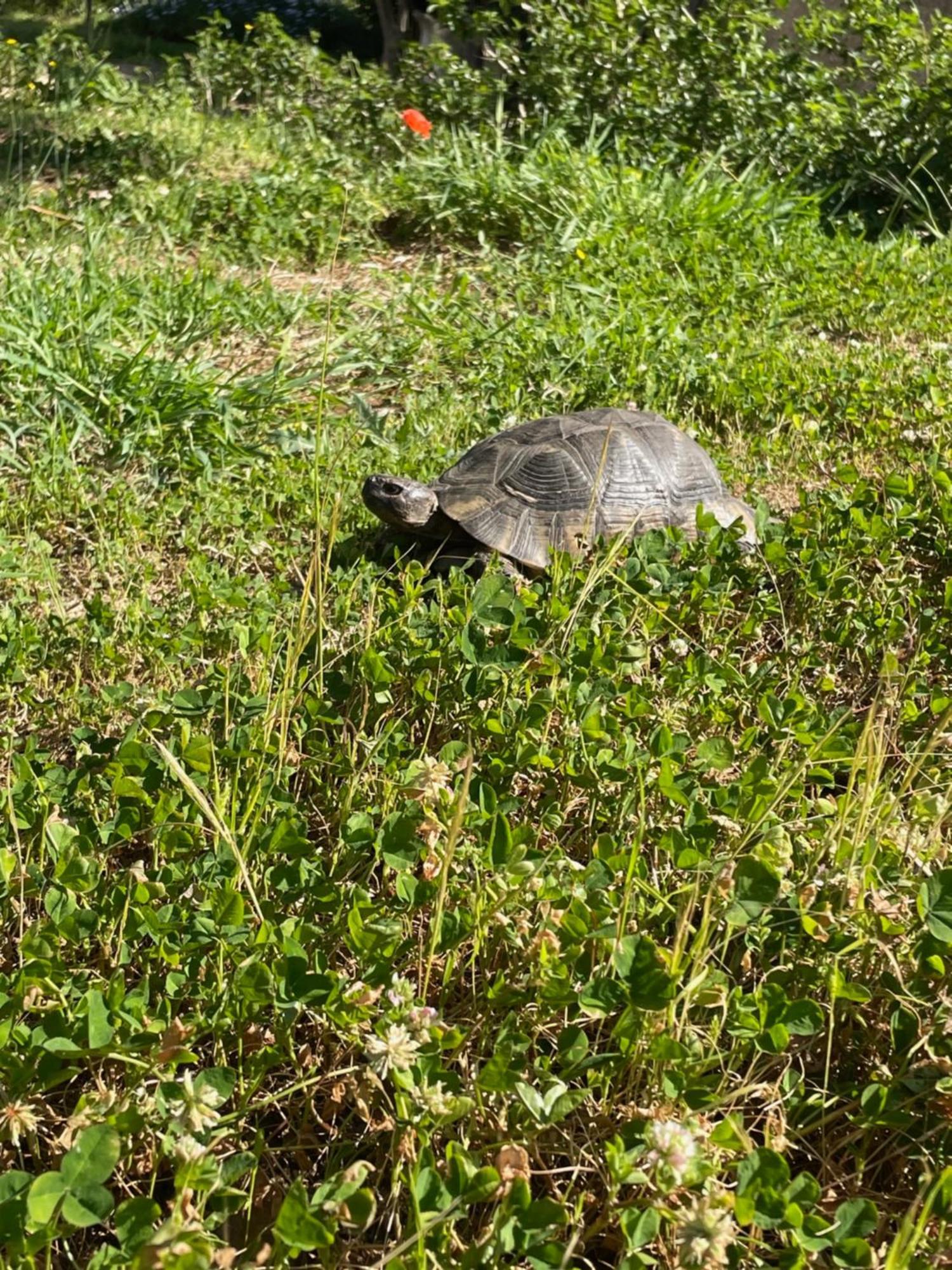 Stazzu Lu Chissoni Villa Luogosanto Dış mekan fotoğraf